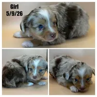 Red Merle female , a female Miniature Australian Shepherd for sale in Jacksonville, FL – 2 of 2