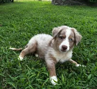 Red Merle male, a male Miniature Australian Shepherd for sale in Jacksonville, FL – 1 of 6