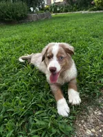 Red Merle male, a male Miniature Australian Shepherd for sale in Jacksonville, FL – 2 of 6