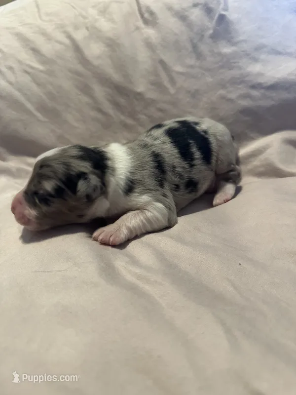 Blue Merle male – Miniature Australian Shepherd puppy for sale in Jacksonville, FL