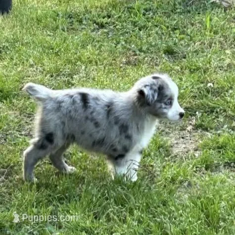 Blue Merle male – Miniature Australian Shepherd puppy for sale in Jacksonville, FL