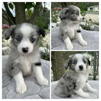 Blue Merle male, a male Miniature Australian Shepherd for sale in Jacksonville, FL – Photo 2 of 2