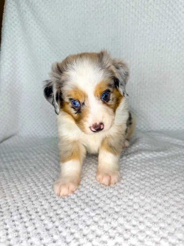 Blue Merle male – Miniature Australian Shepherd puppy for sale in Jacksonville, FL