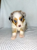 Blue Merle male, a male Miniature Australian Shepherd for sale in Jacksonville, FL – 1 of 8