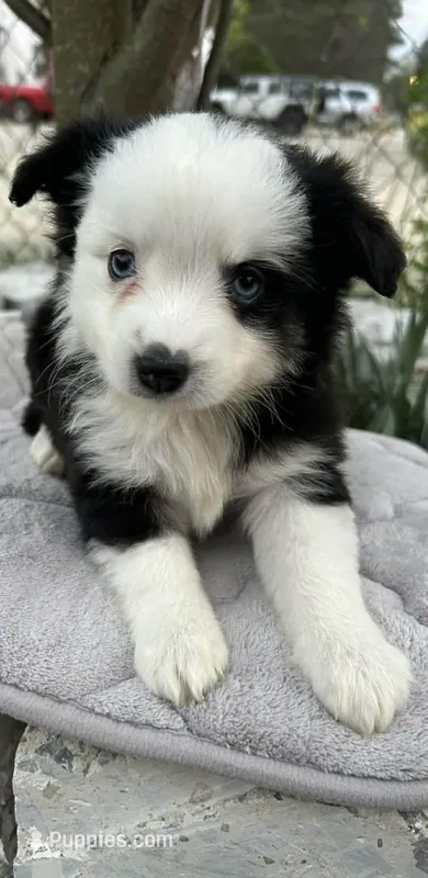 Black tri female – Miniature Australian Shepherd puppy for sale in Jacksonville, FL