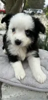 Black tri female, a female Miniature Australian Shepherd for sale in Jacksonville, FL – Photo 1 of 2