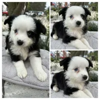 Black tri female, a female Miniature Australian Shepherd for sale in Jacksonville, FL – Photo 2 of 2