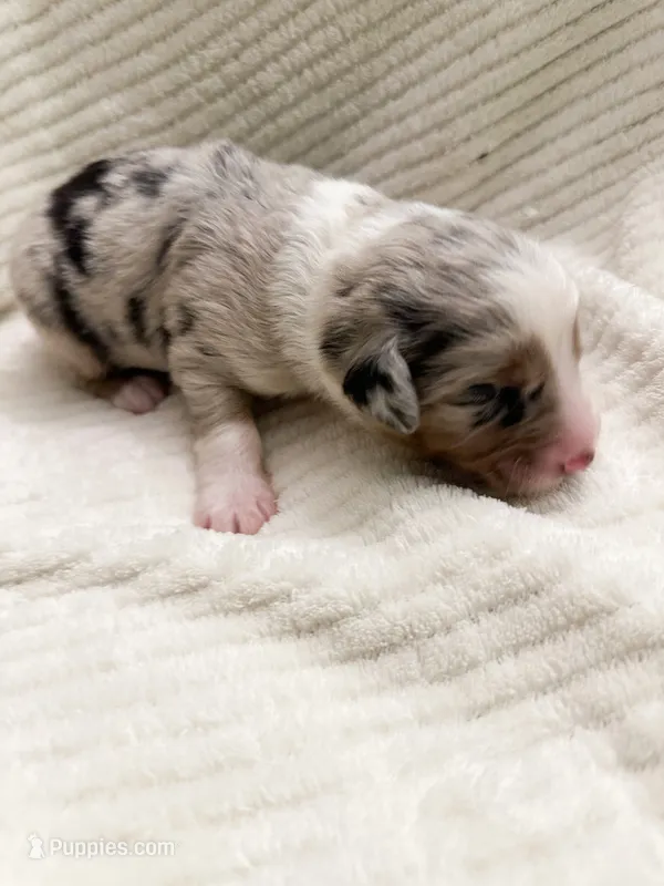 Blue Merle male – Miniature Australian Shepherd puppy for sale in Jacksonville, FL