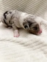 Blue Merle male, a male Miniature Australian Shepherd for sale in Jacksonville, FL – 5 of 8