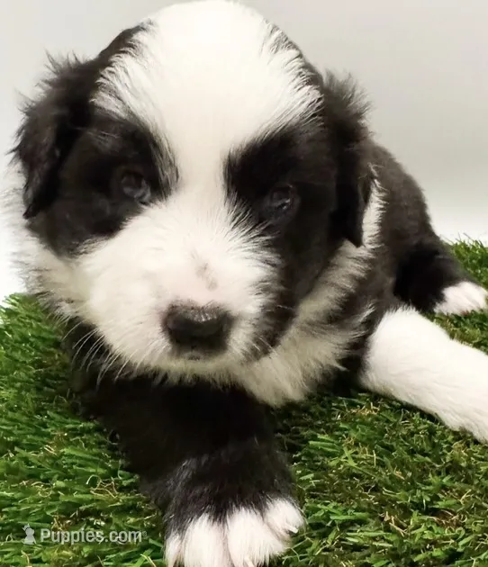 Black tri male – Miniature Australian Shepherd puppy for sale in Jacksonville, FL