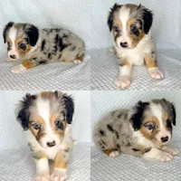 Blue Merle male, a male Miniature Australian Shepherd for sale in Jacksonville, FL – 2 of 8