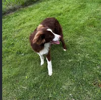 Red tri male, a male Miniature Australian Shepherd for sale in Jacksonville, FL – 3 of 3