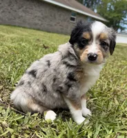 Blue Merle female , a female Miniature Australian Shepherd for sale in Jacksonville, FL – 2 of 2