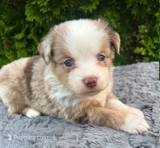 Red Merle female – Miniature Australian Shepherd puppy for sale in Jacksonville, FL