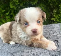 Red Merle female, a female Miniature Australian Shepherd for sale in Jacksonville, FL – 1 of 2
