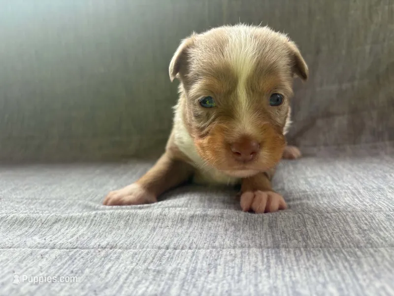 Toy Red Merle male – Toy Australian Shepherd puppy for sale in Jacksonville, FL