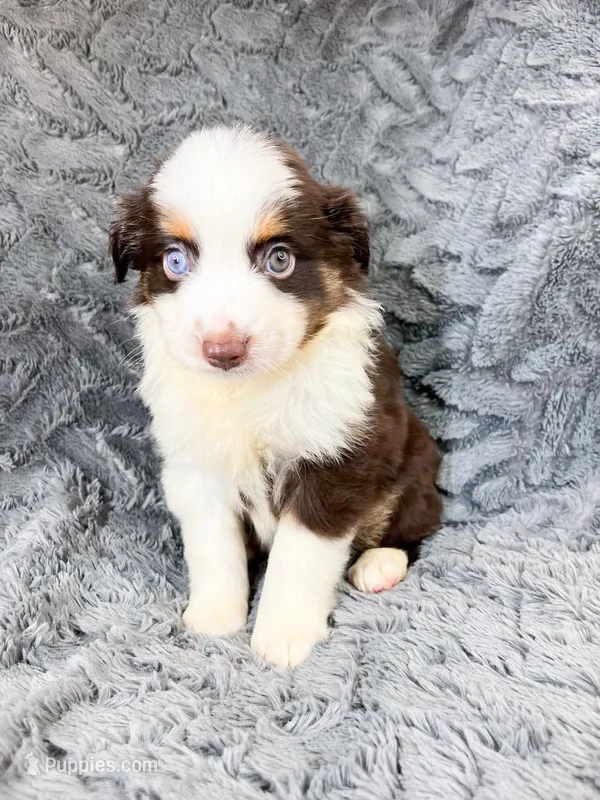 Red tri male – Miniature Australian Shepherd puppy for sale in Jacksonville, FL