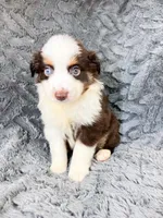 Red tri male, a male Miniature Australian Shepherd for sale in Jacksonville, FL – 1 of 2