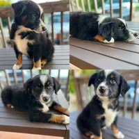 Black tri male, a male Miniature Australian Shepherd for sale in Jacksonville, FL – 2 of 10