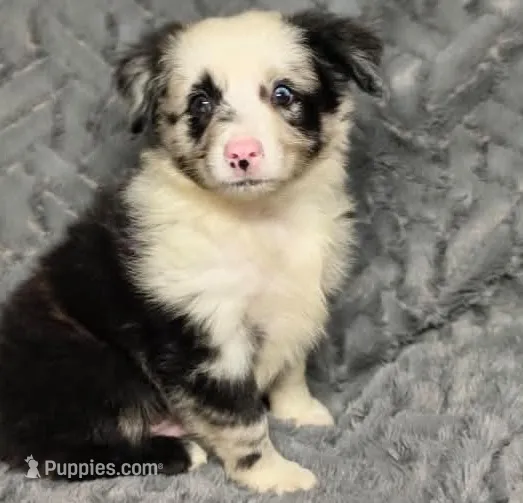 Blue Merle male – Miniature Australian Shepherd puppy for sale in Jacksonville, FL