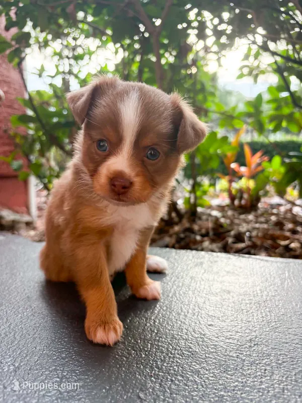 Toy Red tri female – Toy Australian Shepherd puppy for sale in Jacksonville, FL