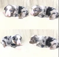 Blue Merle female, a female Miniature Australian Shepherd for sale in Jacksonville, FL – Photo 2 of 2