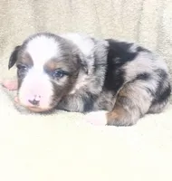 Blue Merle female, a female Miniature Australian Shepherd for sale in Jacksonville, FL – Photo 1 of 2