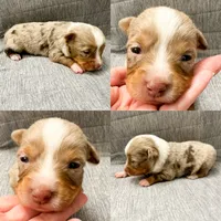 Toy Red Merle male, a male Toy Australian Shepherd for sale in Jacksonville, FL – 2 of 6