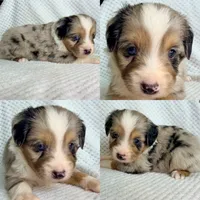 Blue Merle male, a male Miniature Australian Shepherd for sale in Jacksonville, FL – 4 of 8