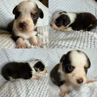 Red tri female, a female Toy Australian Shepherd for sale in Jacksonville, FL – 2 of 2
