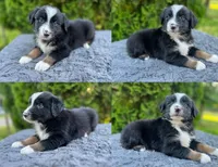 Black tri male, a male Miniature Australian Shepherd for sale in Jacksonville, FL – 6 of 10