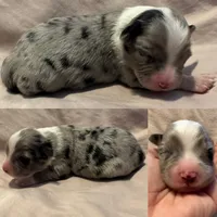 Blue Merle male, a male Miniature Australian Shepherd for sale in Jacksonville, FL – 2 of 2