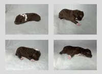 Female red tri, a female Miniature Aussiedoodle for sale in Jacksonville, FL – 2 of 2
