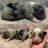 Blue Merle male, a male Miniature Australian Shepherd for sale in Jacksonville, FL – 2 of 2