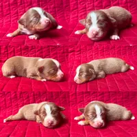 Toy Red tri female, a female Toy Australian Shepherd for sale in Jacksonville, FL – 2 of 4