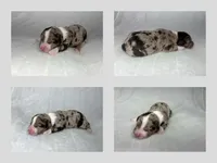 Female red merle, a female Miniature Aussiedoodle for sale in Jacksonville, FL – 2 of 2
