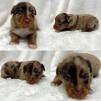 Red Merle male, a male Toy Australian Shepherd for sale in Jacksonville, FL – 2 of 2