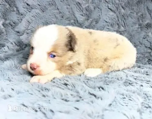 Red Merle female  – Miniature Australian Shepherd puppy for sale in Jacksonville, FL