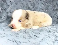 Red Merle female , a female Miniature Australian Shepherd for sale in Jacksonville, FL – 1 of 2