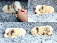 Red Merle female , a female Miniature Australian Shepherd for sale in Jacksonville, FL – 2 of 2