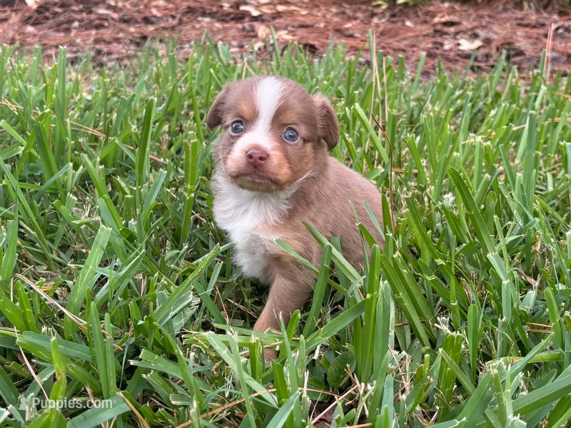 Toy Red tri female – Toy Australian Shepherd puppy for sale in Jacksonville, FL