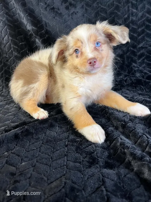 Red Merle female  – Miniature Australian Shepherd puppy for sale in Jacksonville, FL