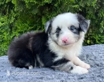 Blue Merle male – Miniature Australian Shepherd puppy for sale in Jacksonville, FL