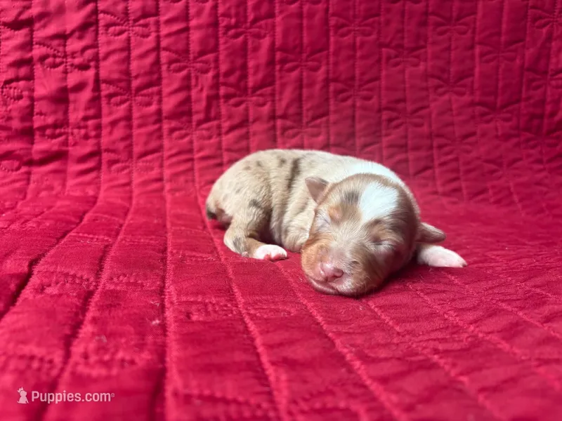 Toy red Merle female – Toy Australian Shepherd puppy for sale in Jacksonville, FL