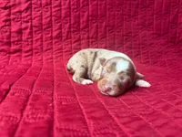 Toy red Merle female, a female Toy Australian Shepherd for sale in Jacksonville, FL – 1 of 4