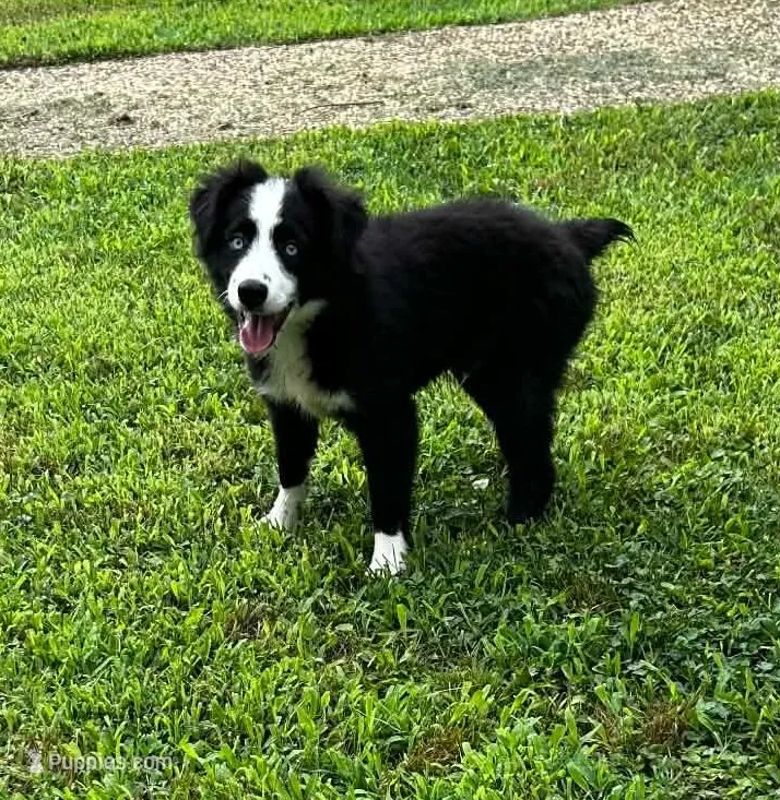 Black bi male – Miniature Australian Shepherd puppy for sale in Jacksonville, FL