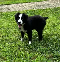 Black bi male, a male Miniature Australian Shepherd for sale in Jacksonville, FL – 1 of 8