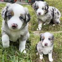 Blue Merle male, a male Miniature Australian Shepherd for sale in Jacksonville, FL – 2 of 2