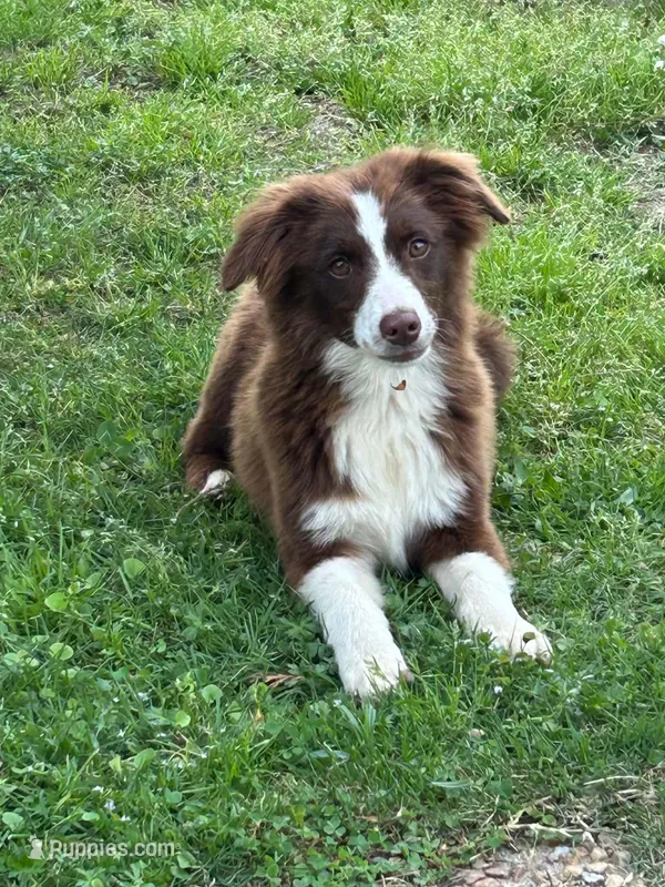Red tri male – Miniature Australian Shepherd puppy for sale in Jacksonville, FL