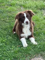 Red tri male, a male Miniature Australian Shepherd for sale in Jacksonville, FL – Photo 1 of 2